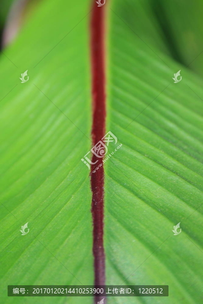 葉