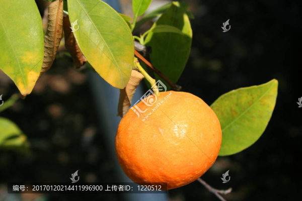 普通話