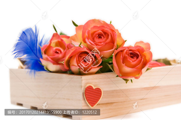 白色在白色的玫瑰。