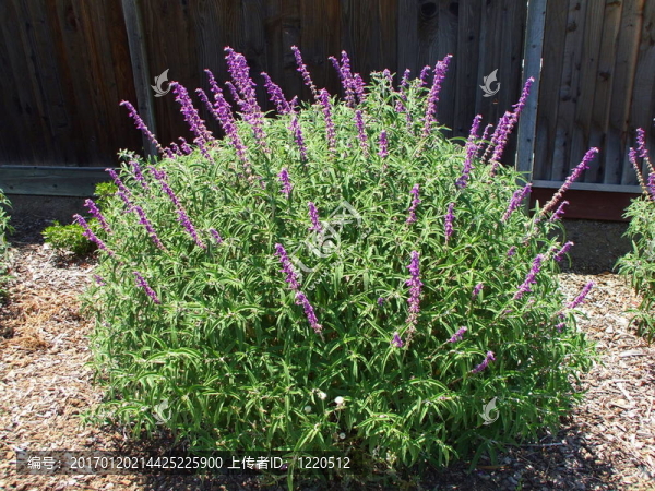 觀賞灌木-匯圖網(wǎng) www.fosd68.com 觀賞灌木