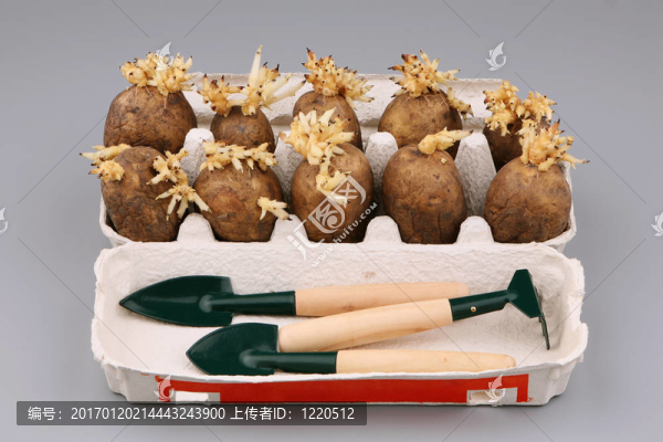 發(fā)芽的馬鈴薯塊莖
