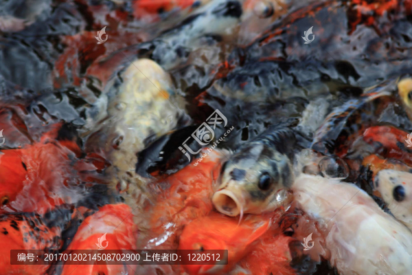 錦鯉