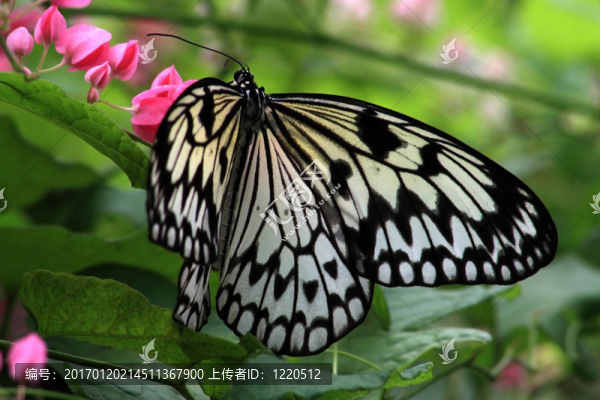水稻紙蝴蝶（大帛斑蝶）