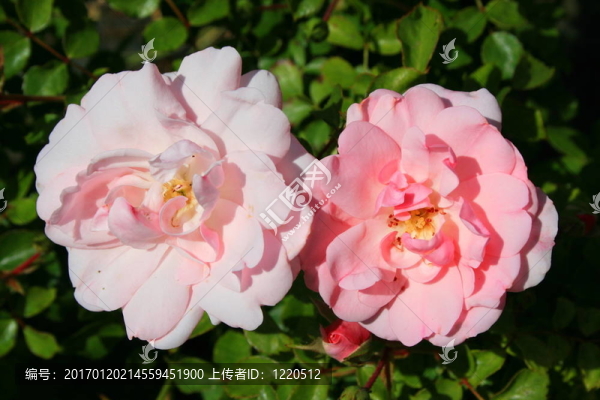 粉紅玫瑰的花