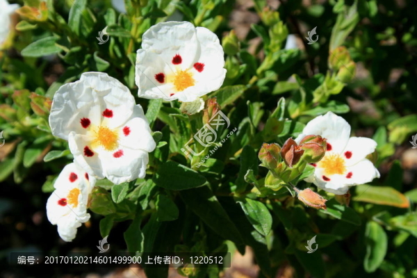 櫻草花