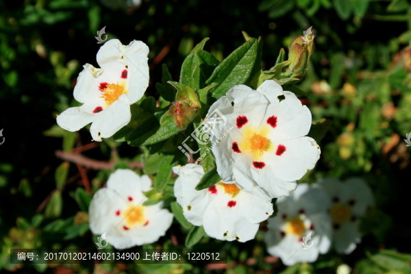 櫻草花-匯圖網(wǎng) www.fosd68.com 櫻草花