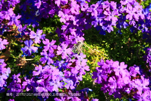 紫色的Lantana,Flowers