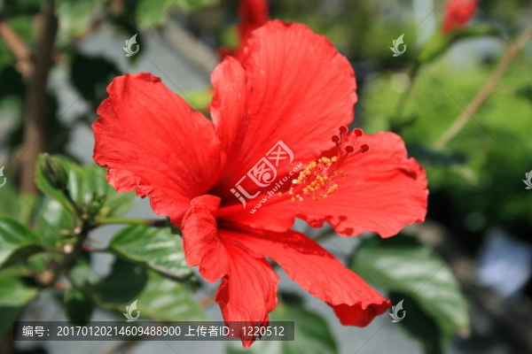 紅色的木槿花