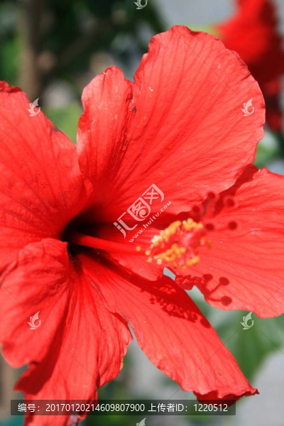 紅色的木槿花