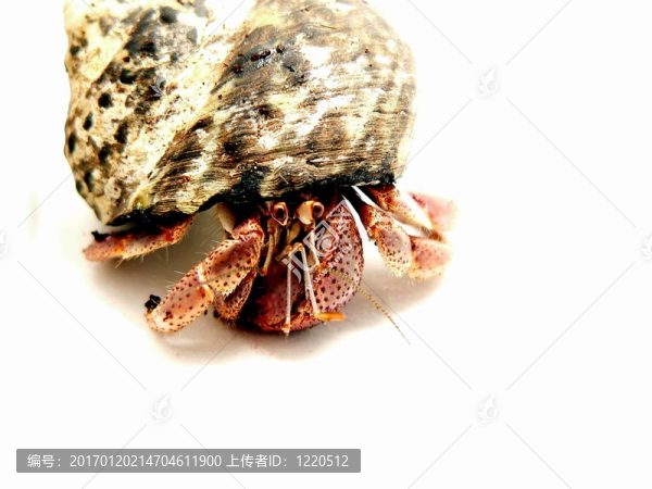 紫色的Pincher,Hermit,Crab