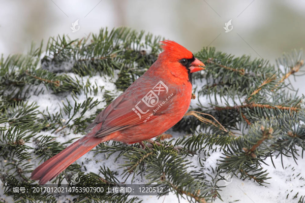 紅衣主教In,Snow