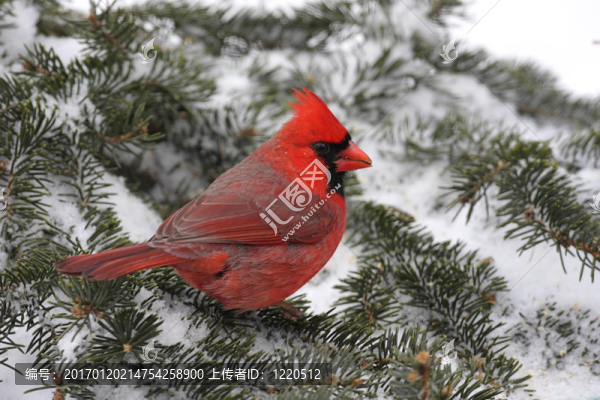 紅衣主教In,Snow