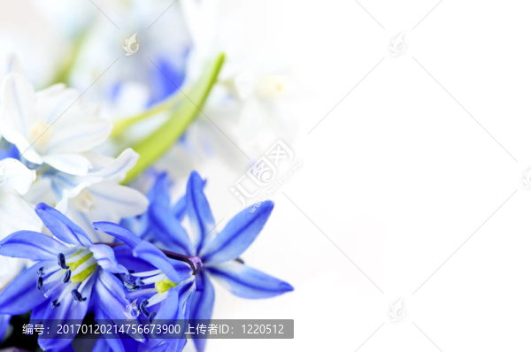 春天的花朵背景