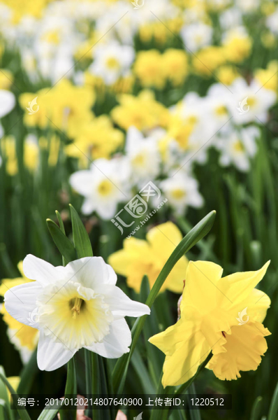 水仙花