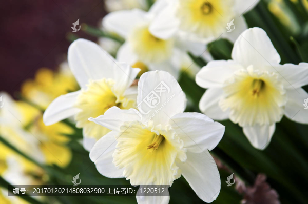 水仙花