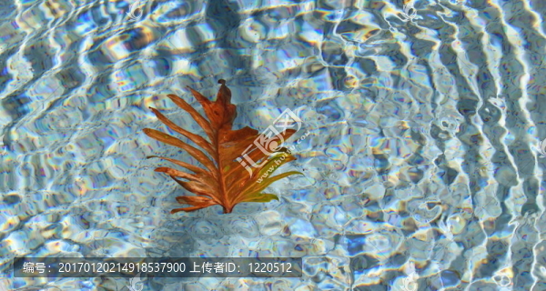 浮葉