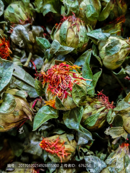 干藏紅花