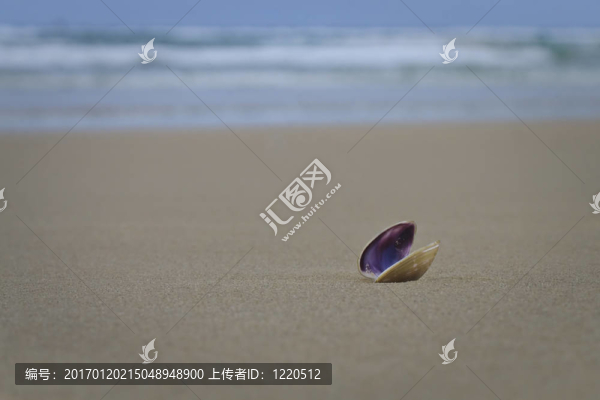 海灘上的一個孤獨的貝殼