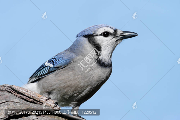 在一個(gè)殘端上的藍(lán)鳥