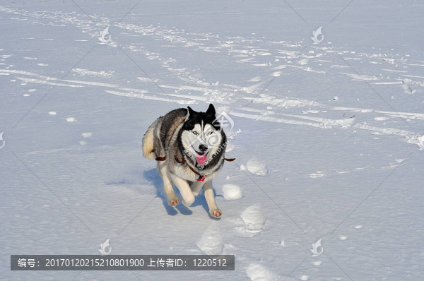 運(yùn)行沙啞-匯圖網(wǎng) www.fosd68.com 運(yùn)行沙啞