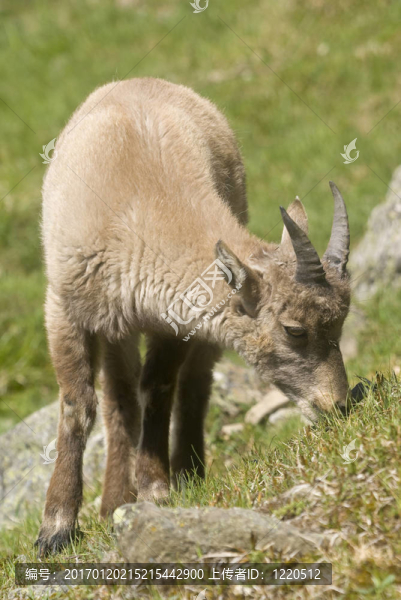 阿爾卑斯山羊
