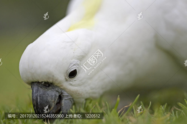鳳頭鸚鵡