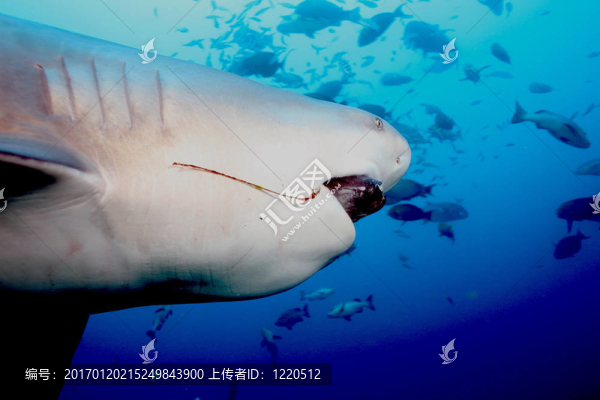 Bull,Shark(Zambezi)-匯圖網(wǎng) www.fosd68.com Bull,Shark(Zambezi)