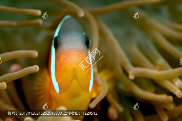 小丑魚