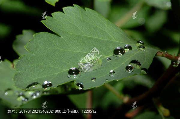 樹葉上的水珠