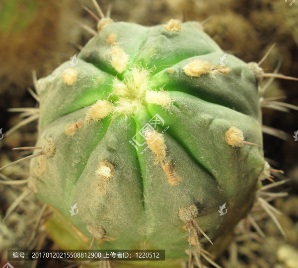 gymnocalicium