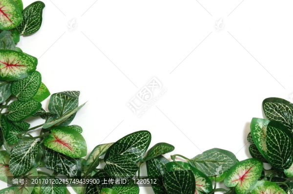 邊境的葉子