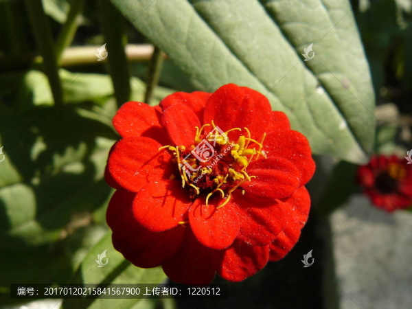 美m(xù)acrofilming