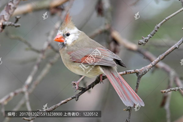 leucistic基數(shù)