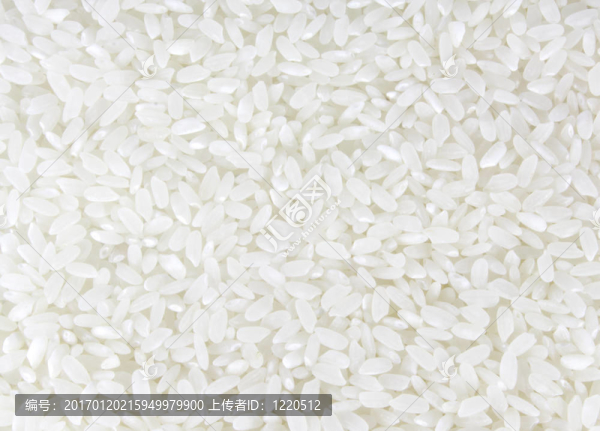 White,Rice全背景