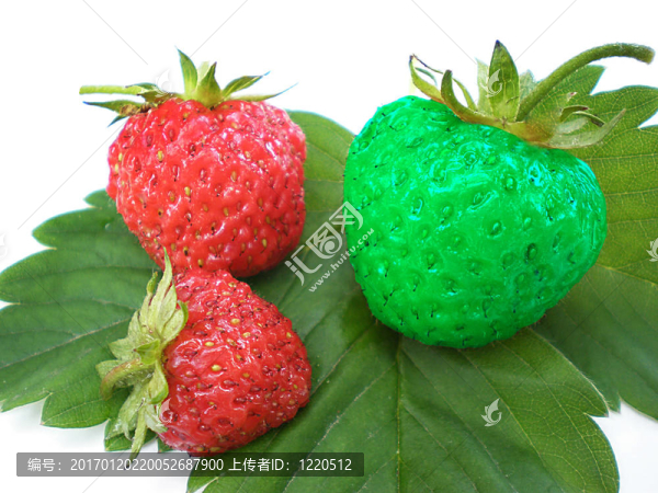 獨(dú)特的草莓-匯圖網(wǎng) www.fosd68.com 獨(dú)特的草莓