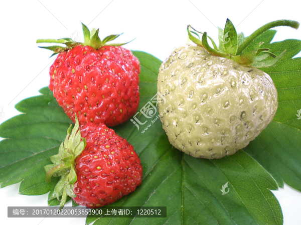 獨(dú)特的草莓