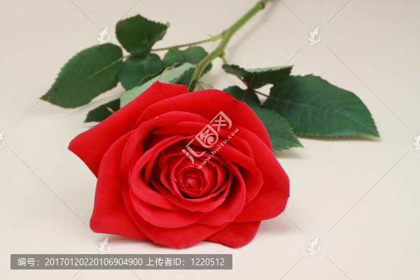 紅玫瑰