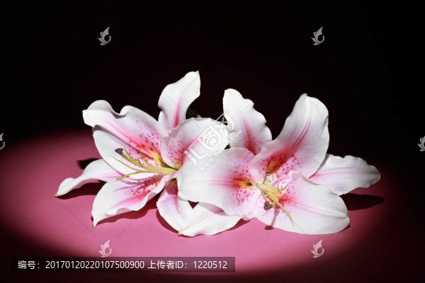 百合花