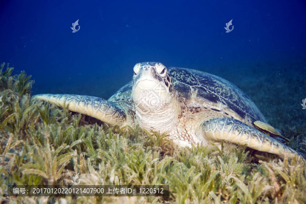 雌性綠海龜