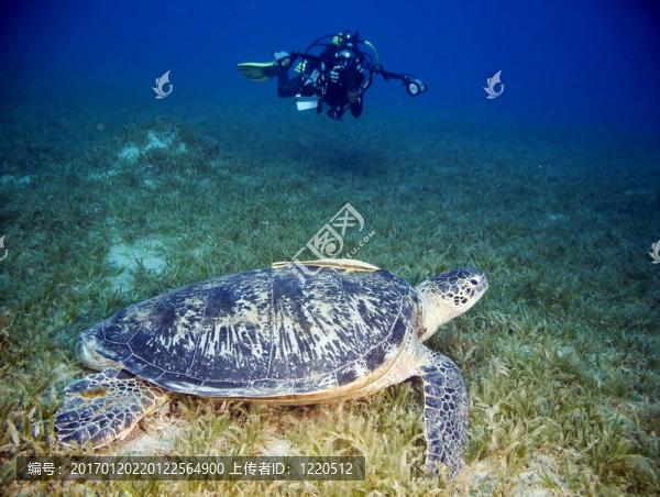 女綠海龜和潛水員