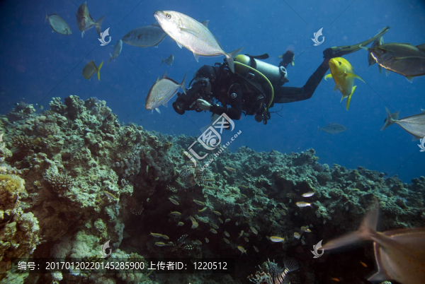 珊瑚；魚和潛水員