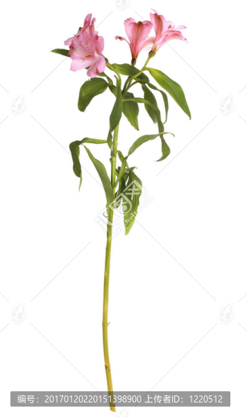 粉色的百合花