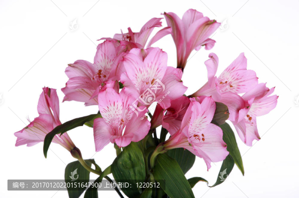 粉色的百合花