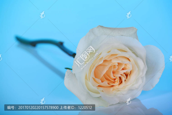 藍(lán)色的單朵白玫瑰
