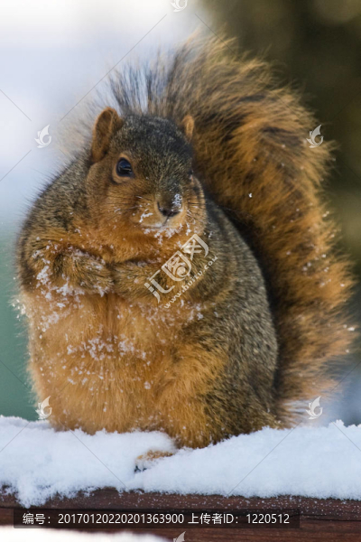 胖乎乎的松鼠-匯圖網(wǎng) www.fosd68.com 胖乎乎的松鼠