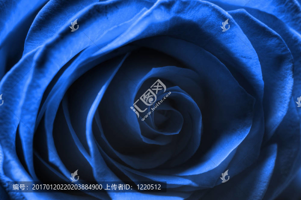 Rosa,Blu,/,Bue,Rose