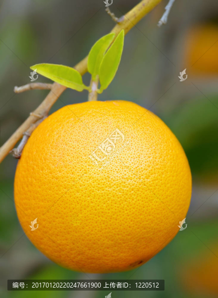 布什的完美橙色