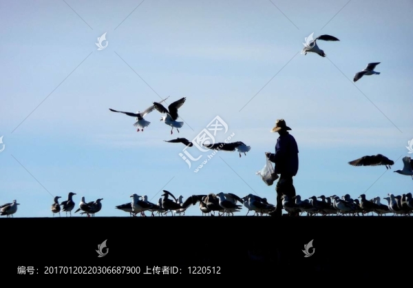 人喂海鷗
