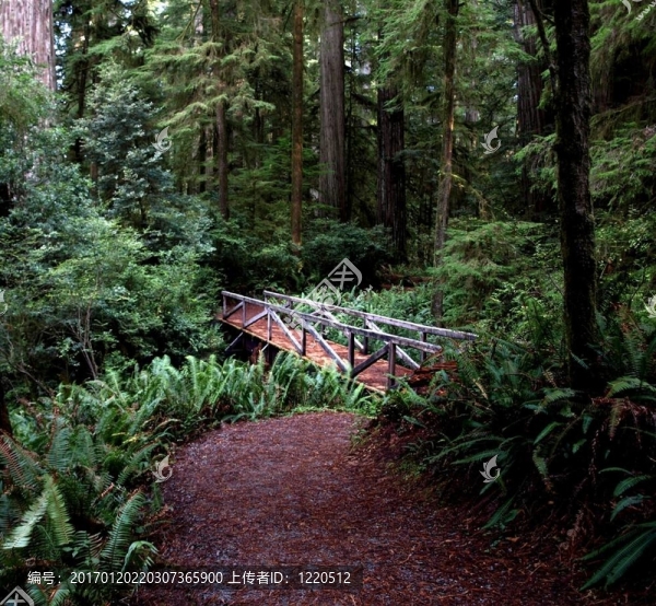 Forest的木橋