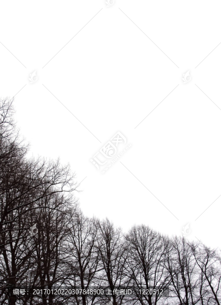 中文摘要冬季樹背景
